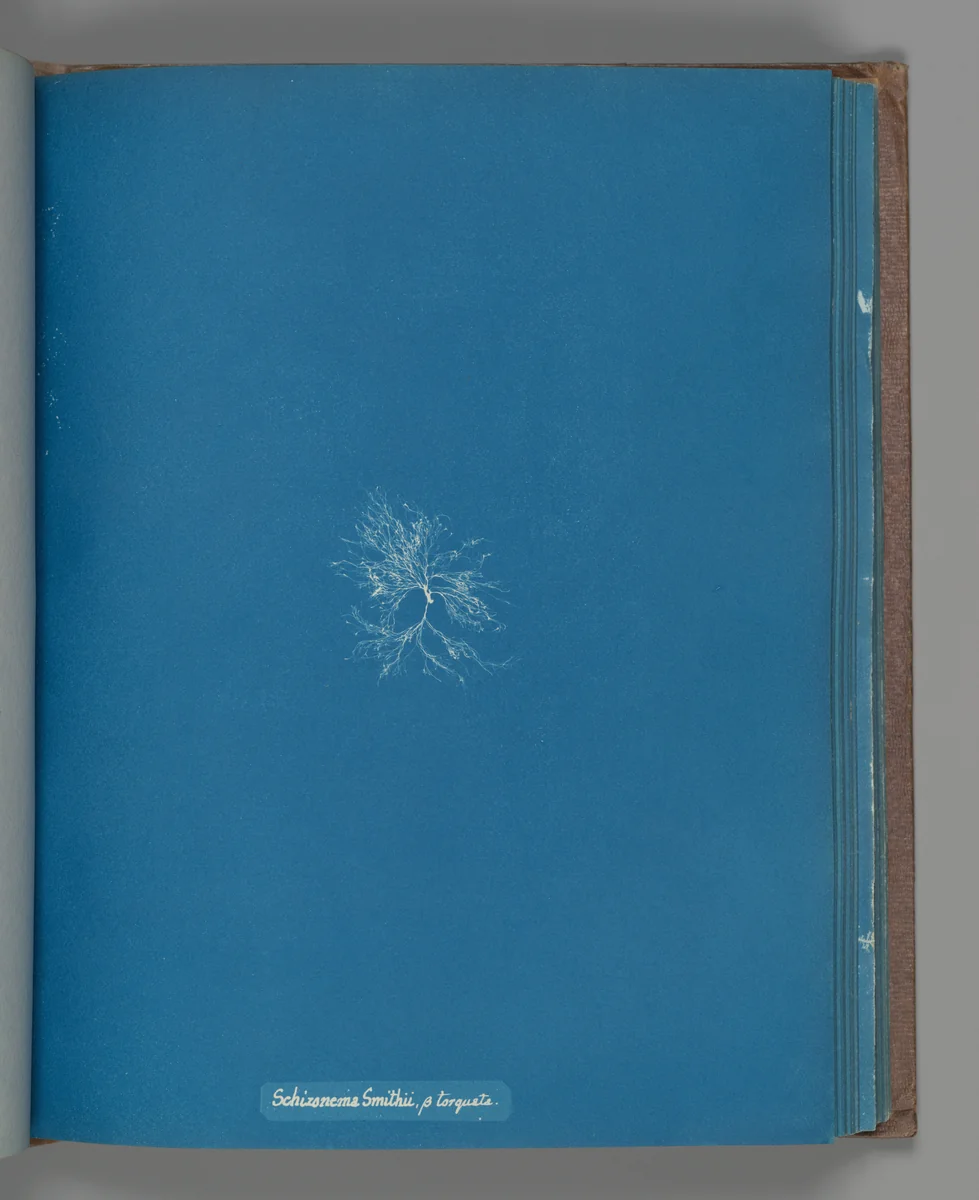 Schizonema Smithii, ß torqata by Anna Atkins, photograph, 1851-1855