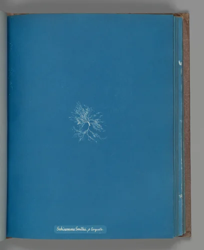 Schizonema Smithii, ß torqata by Anna Atkins, photograph, 1851-1855