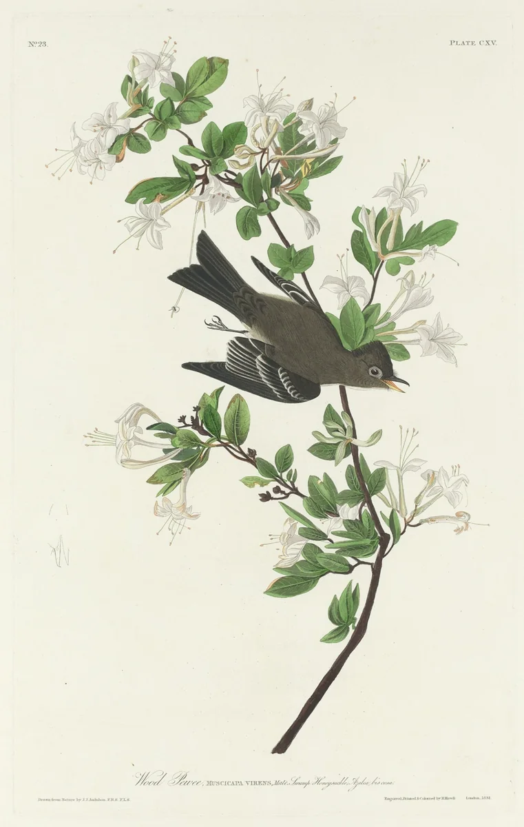 Wood Pewee by Robert Havell, Jr.; John James Audubon, print, 1831