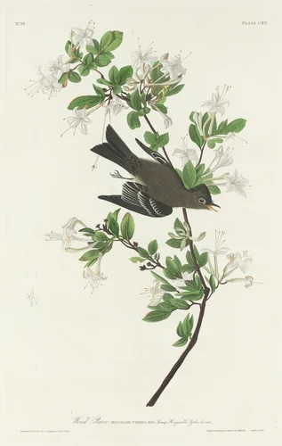 Wood Pewee by Robert Havell, Jr.; John James Audubon, print, 1831