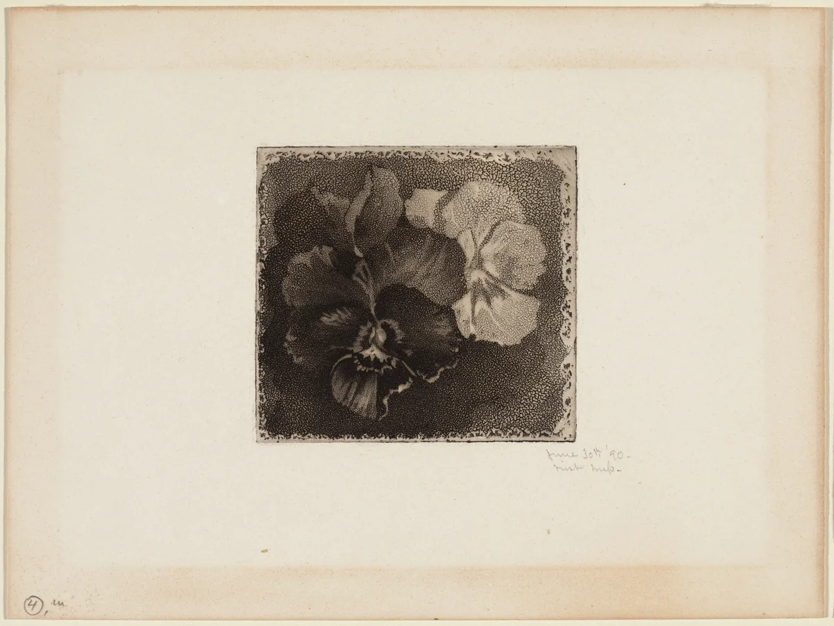 Pansies by James David Smillie, print, 1890