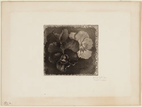 Pansies by James David Smillie, print, 1890