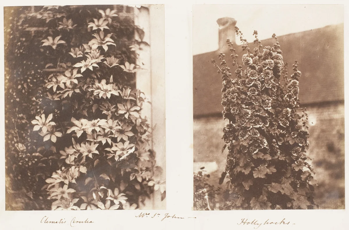 Clematis Cerulea; Hollyhocks by Jane Martha St. John, photograph, 1853-1856
