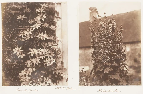 Clematis Cerulea; Hollyhocks by Jane Martha St. John, photograph, 1853-1856