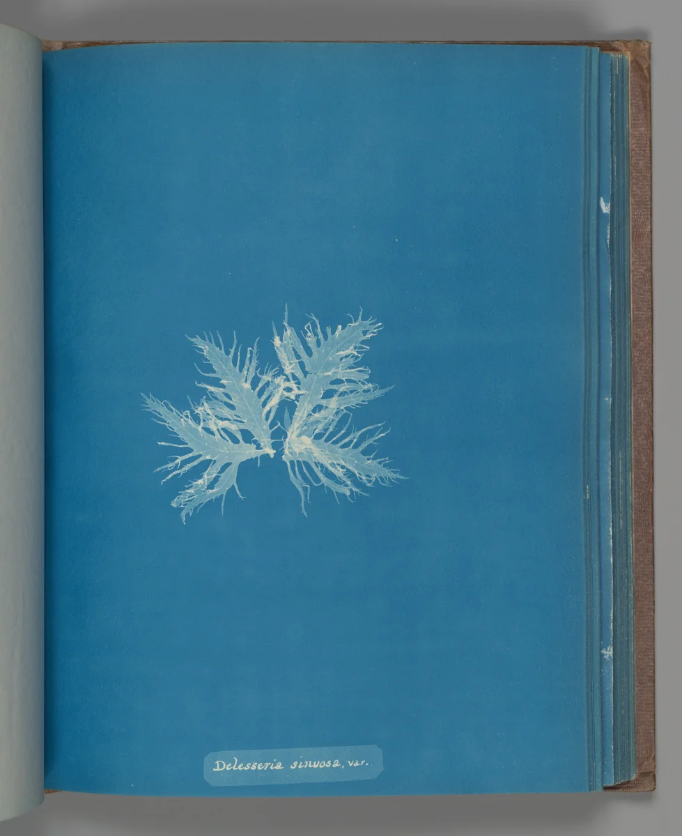 Delesseria sinvosa, var. by Anna Atkins, photograph, 1851-1855