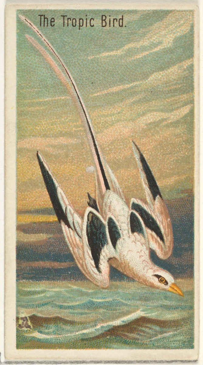 The Tropic Bird, from the Birds of the Tropics series (N5) for Allen & Ginter Cigarettes Brands by Allen & Ginter, print, 1889