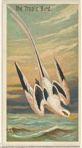 The Tropic Bird, from the Birds of the Tropics series (N5) for Allen & Ginter Cigarettes Brands by Allen & Ginter, print, 1889