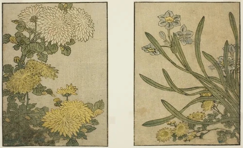 Chrysanthemum and Narcissus, from the illustrated book "Picture Book: Flowers of the Four Seasons (Ehon shiki no hana)," vol. 2 by Kitagawa Utamaro (喜多川歌麿), print, 1801