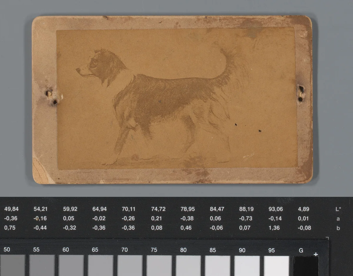 Reclame voor hondenfokker D.Z. Evans te Germantown, met portret van Schotse herdershond genaamd Rob Roy by anonymous, photograph, 1850-1915