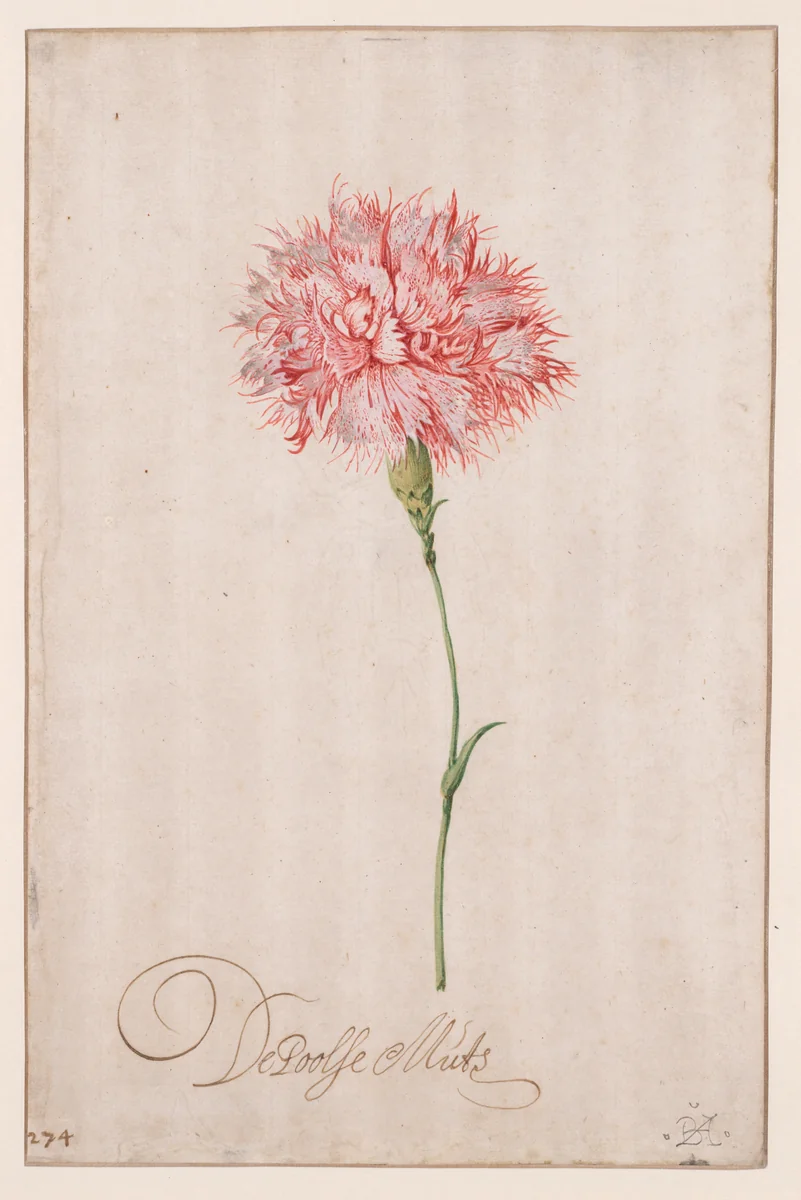 De Poolse Muts by Balthasar van der Ast, drawing, 1615-1635