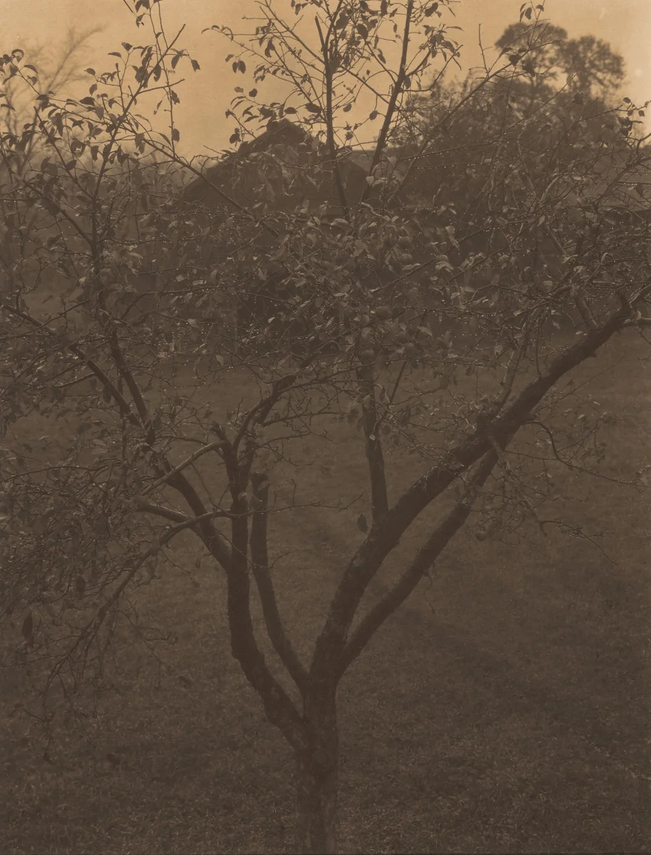 Plum Tree, Lake George or Rain Drops, Apple Tree by Alfred Stieglitz, photograph, 1920
