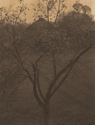 Plum Tree, Lake George or Rain Drops, Apple Tree by Alfred Stieglitz, photograph, 1920