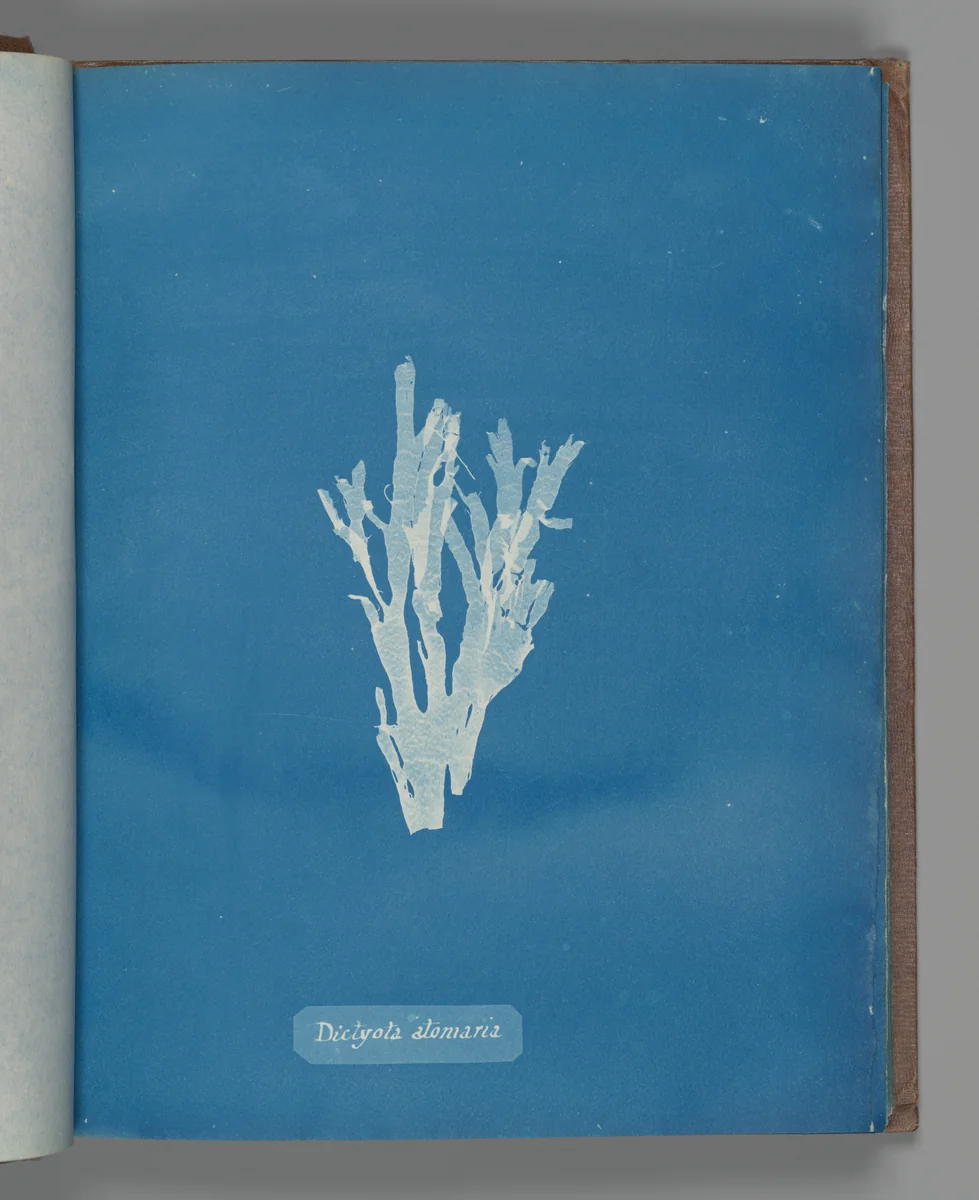 Dictyota atomaria by Anna Atkins, photograph, 1851-1855