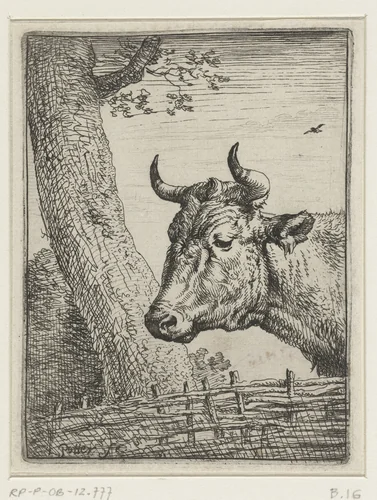 Kop van een koe by Paulus Potter, print, 1635-1654