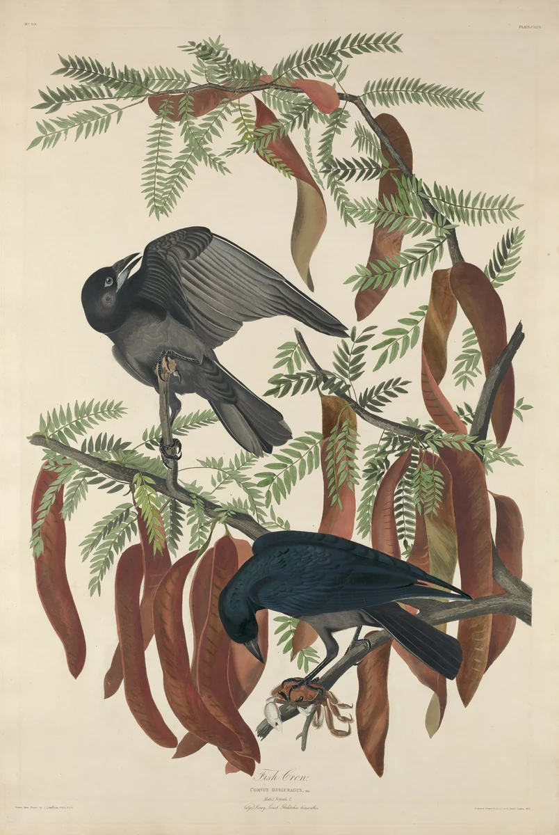 Fish Crow by Robert Havell, Jr.; John James Audubon, print, 1832