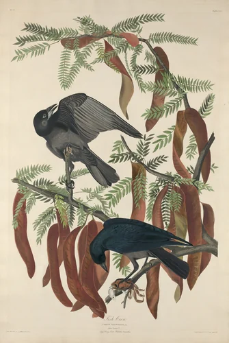 Fish Crow by Robert Havell, Jr.; John James Audubon, print, 1832