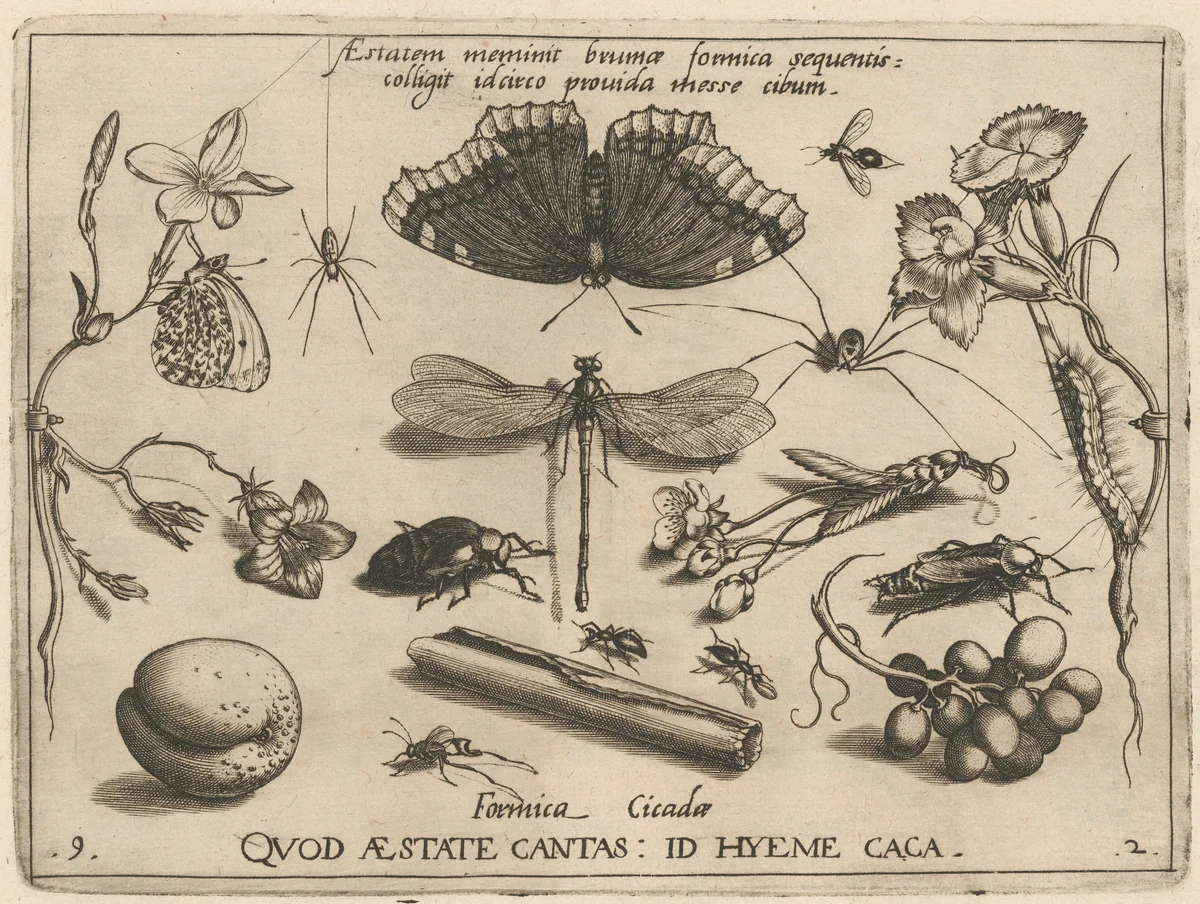 Archetypa studiaque patris Georgii Hoefnagelii [Part 2, Plate 9] by Jacob Hoefnagel; Joris Hoefnagel, print, 1592
