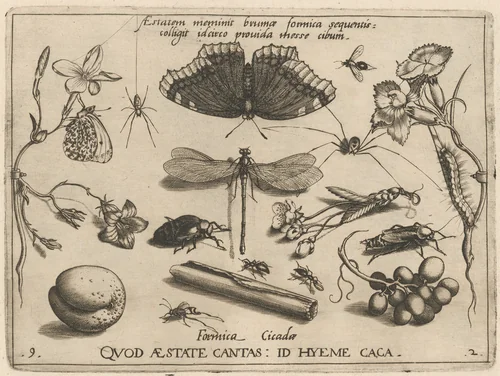 Archetypa studiaque patris Georgii Hoefnagelii [Part 2, Plate 9] by Jacob Hoefnagel; Joris Hoefnagel, print, 1592
