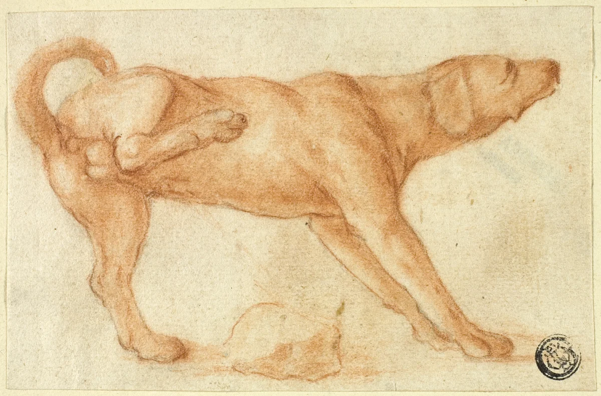 Dog Urinating on Rock by Dirk Valkenburg, drawing, 1695-1721