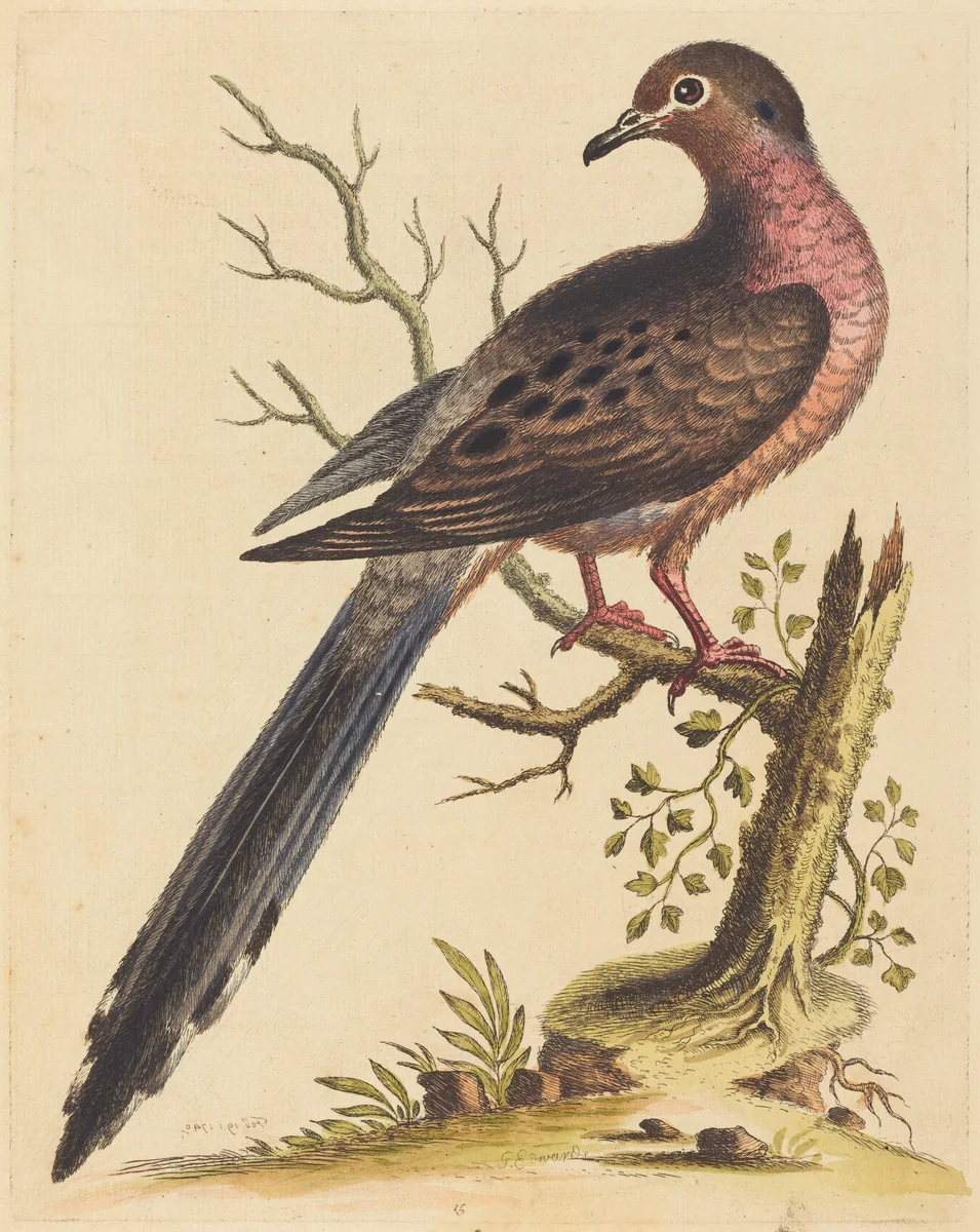 Fedoa Americana pectore ruso by George Edwards, print, 1740