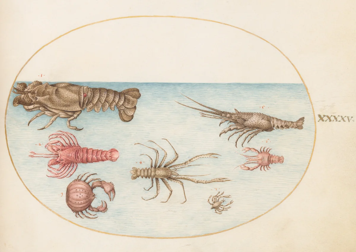 Plate 45: Lobster, Squilla Mantis, and Other Crustaceans by Joris Hoefnagel, drawing, 1570-1599