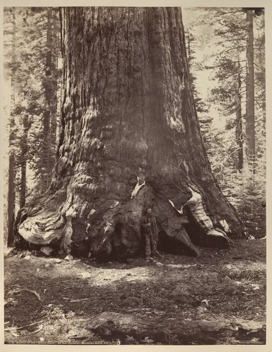 Section of the Grizzly Giant with Galen Clark, Mariposa Grove, Yosemite by Carleton E. Watkins, photograph, 1865-1866