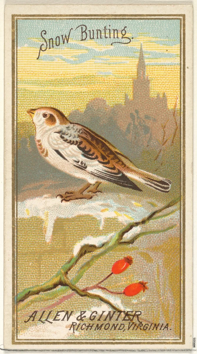 Snow Bunting, from the Birds of America series (N4) for Allen & Ginter Cigarettes Brands by Allen & Ginter, print, 1888