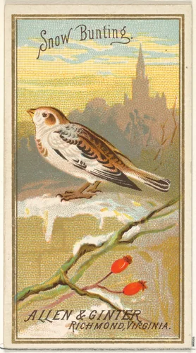 Snow Bunting, from the Birds of America series (N4) for Allen & Ginter Cigarettes Brands by Allen & Ginter, print, 1888