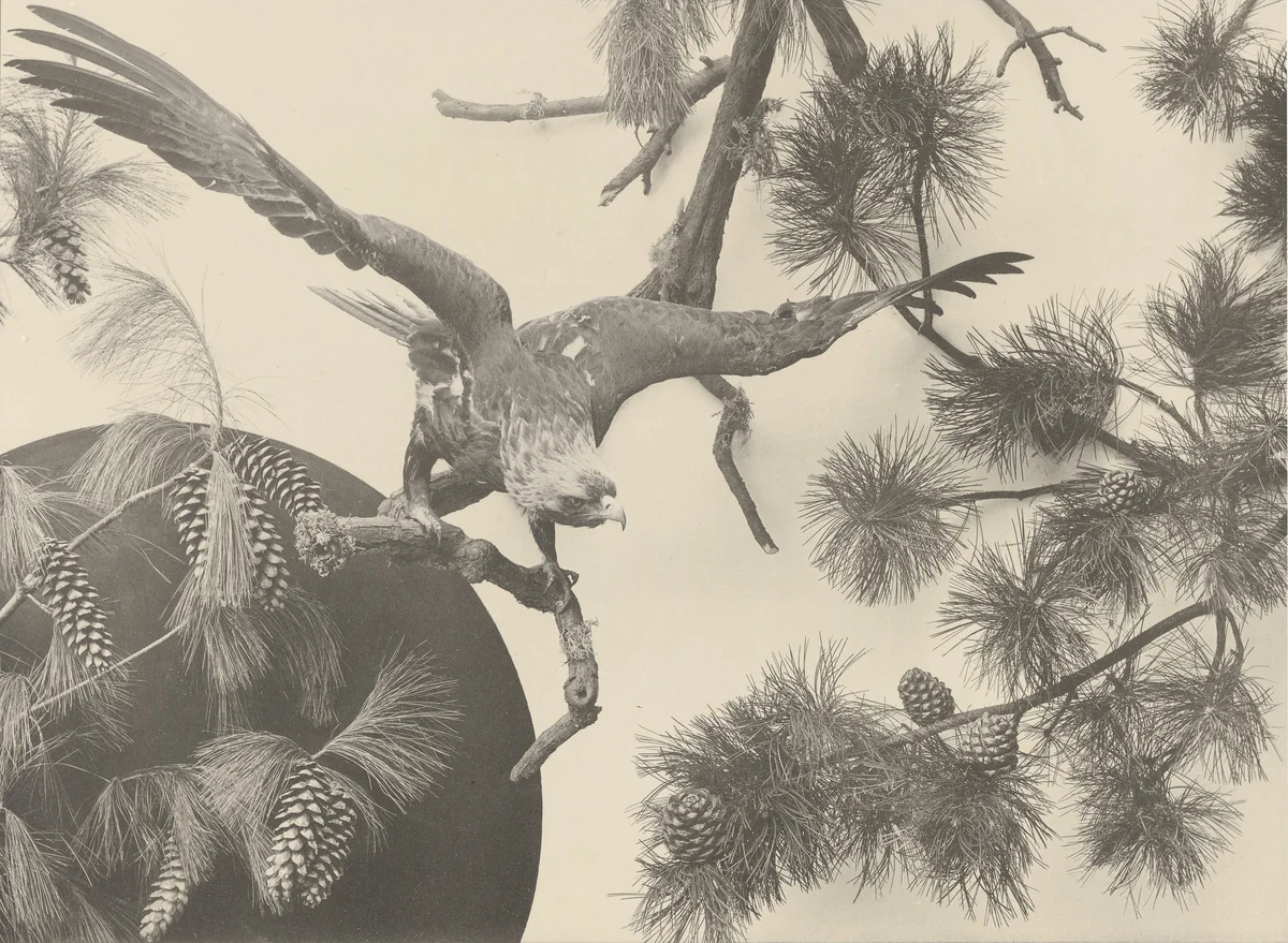 Page from Festons und Dekorative Gruppen by Unidentified Photographer, photograph, 1893