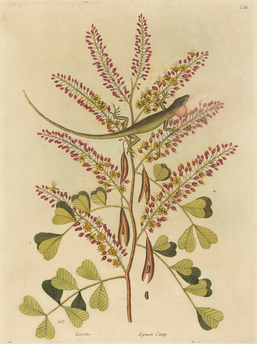 The Green Lizard of Jamaica (Lacerta bullaris) by Mark Catesby, print, 1731-1743