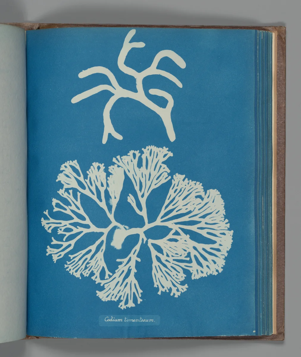 Codium tomentosum by Anna Atkins, photograph, 1851-1855