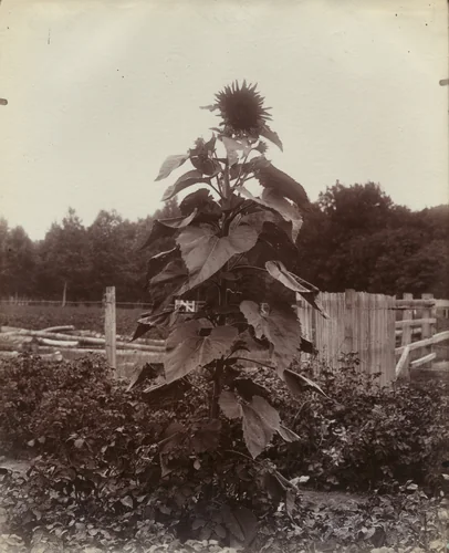 Soleil by Eugène Atget, photograph, 1900