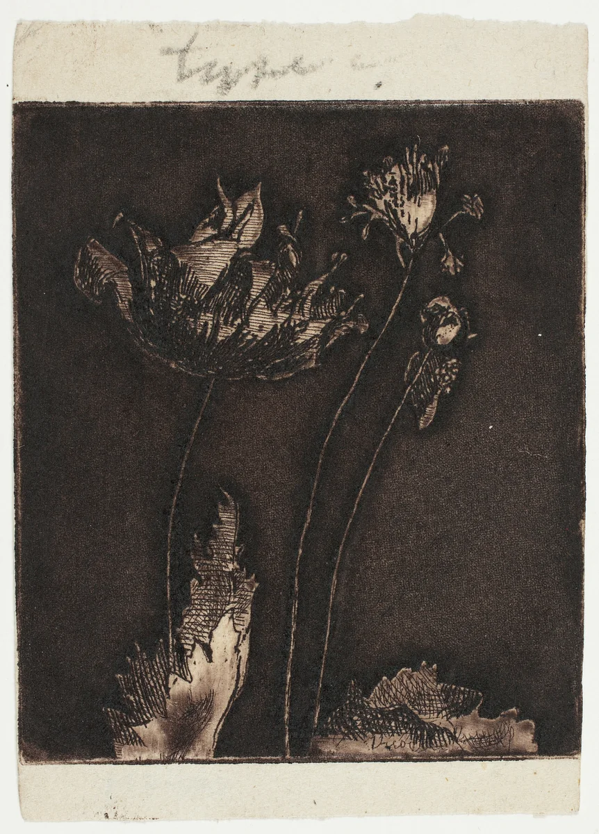 Last Poppies by Theodore Roussel, print, 1897