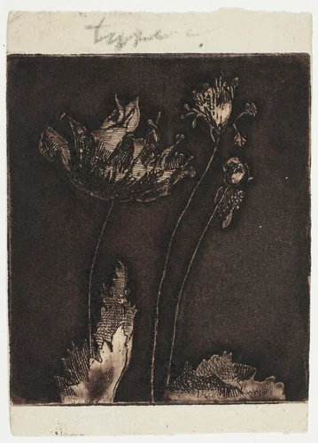 Last Poppies by Theodore Roussel, print, 1897