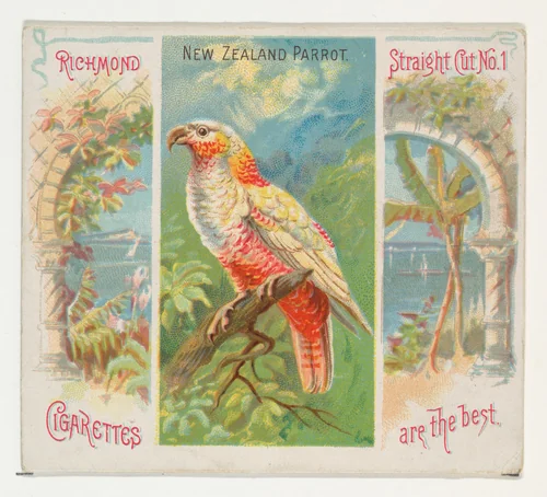 New Zealand Parrot, from Birds of the Tropics series (N38) for Allen & Ginter Cigarettes by Allen & Ginter, print, 1889