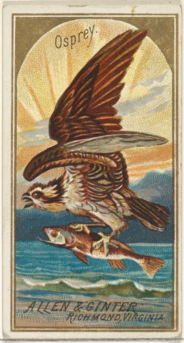 Osprey, from the Birds of America series (N4) for Allen & Ginter Cigarettes Brands by Allen & Ginter, print, 1888