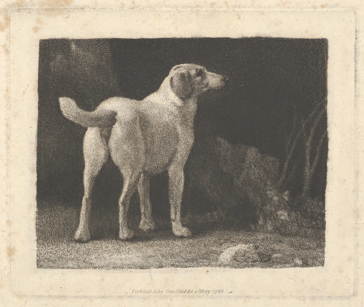 Dog (A Foxhound Viewed from Behind) by George Stubbs, print, 1788