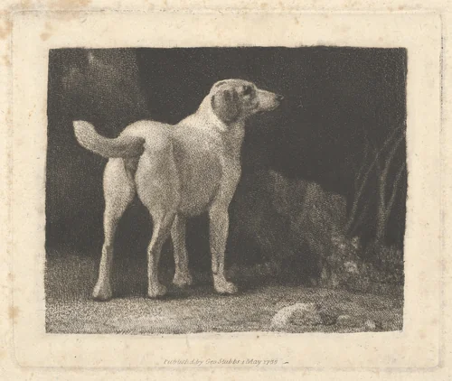 Dog (A Foxhound Viewed from Behind) by George Stubbs, print, 1788