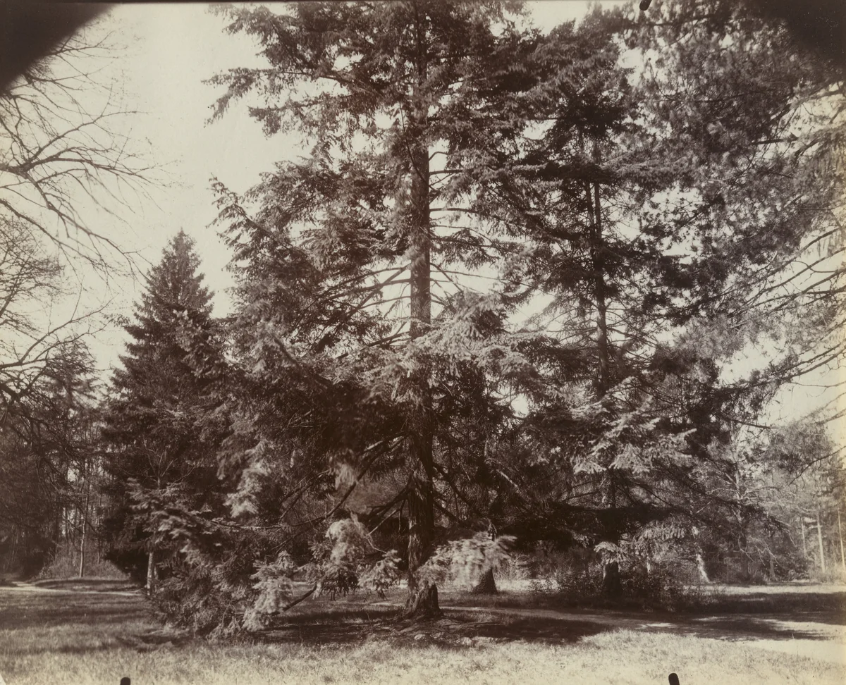 Trianon, sapin by Eugène Atget, photograph, 1922