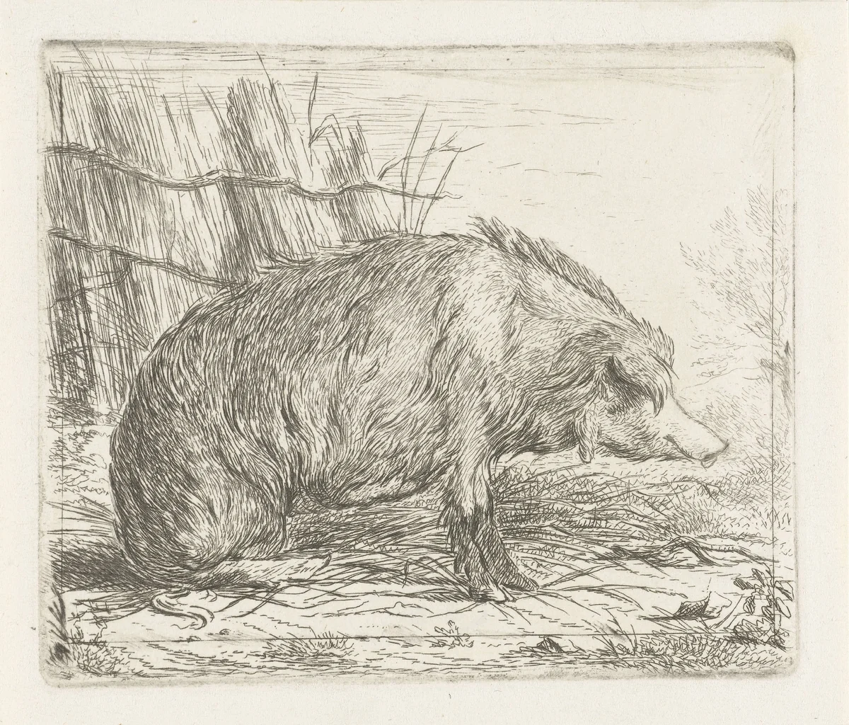 Zittend everzwijn by Jacobus Cornelis Gaal, print, 1851