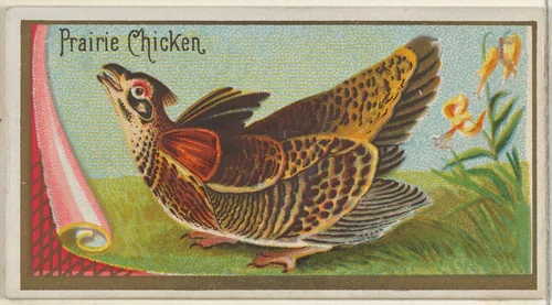 Prairie Chicken, from the Game Birds series (N13) for Allen & Ginter Cigarettes Brands by Allen & Ginter, print, 1889