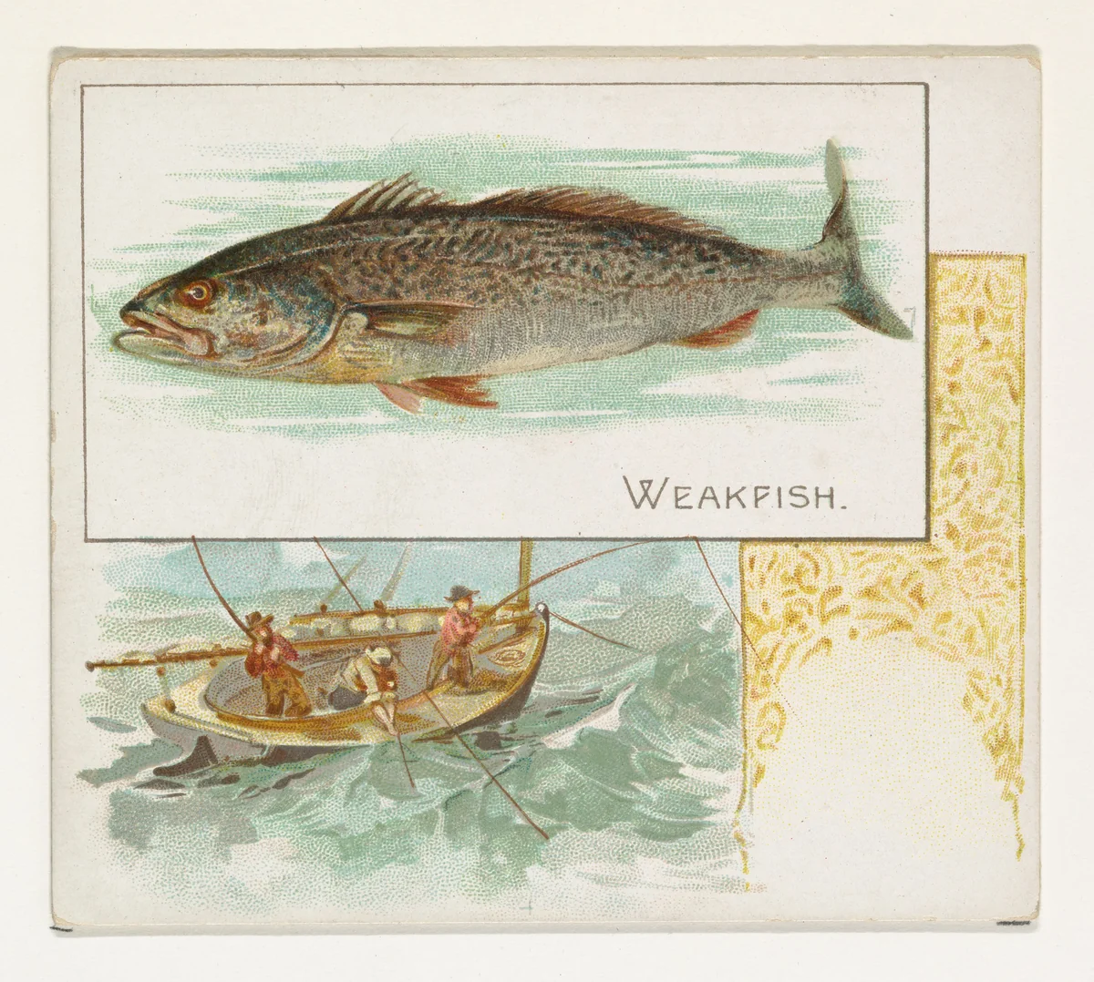 Weakfish, from Fish from American Waters series (N39) for Allen & Ginter Cigarettes by Allen & Ginter, print, 1889