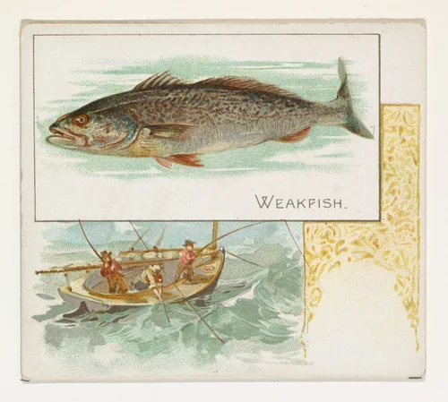 Weakfish, from Fish from American Waters series (N39) for Allen & Ginter Cigarettes by Allen & Ginter, print, 1889