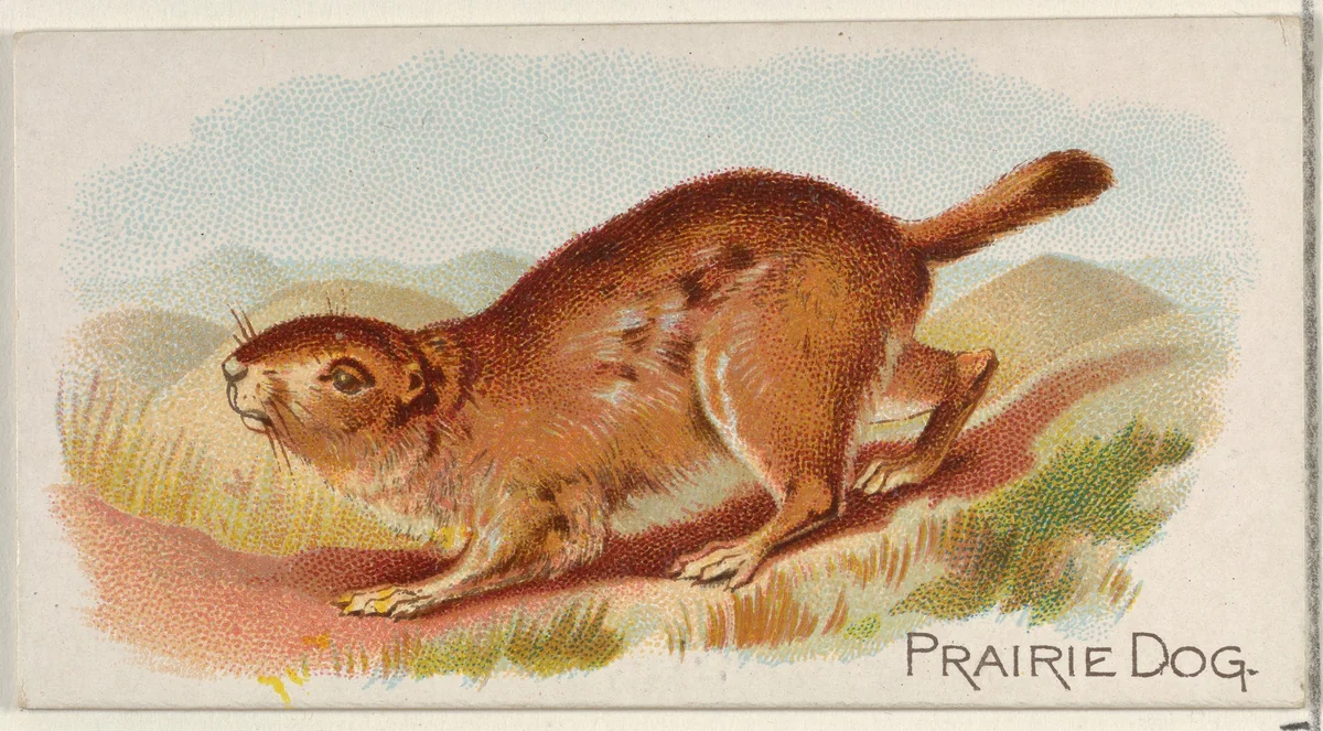 Prairie Dog, from the Quadrupeds series (N21) for Allen & Ginter Cigarettes by Allen & Ginter, print, 1890
