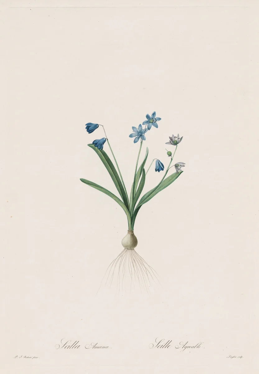 Les Liliacées: Scilla amaena by Pierre-Joseph Redouté, print, 1802-1816