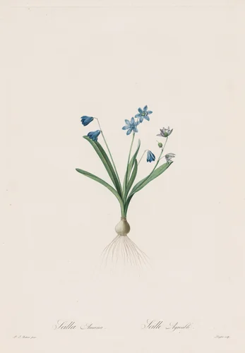 Les Liliacées: Scilla amaena by Pierre-Joseph Redouté, print, 1802-1816