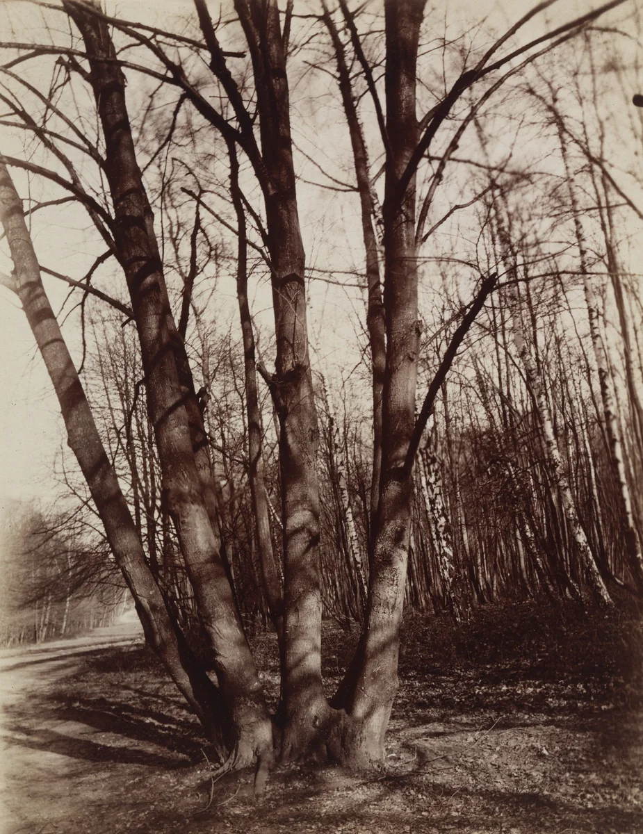 Saint-Cloud by Eugène Atget, photograph, 1922