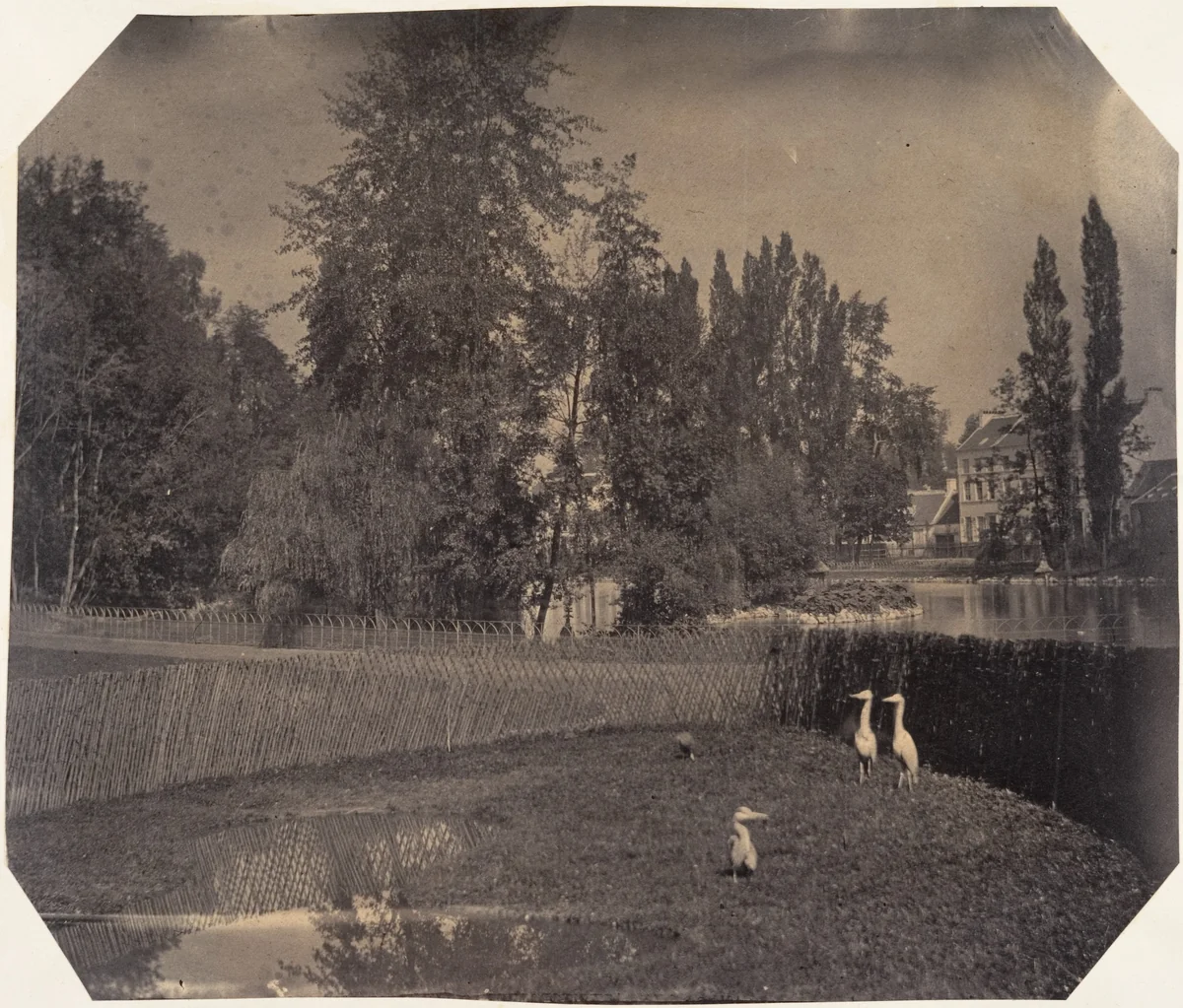 [Heron Pond, Zoological Gardens, Brussels] by Louis Pierre Théophile Dubois de Nehaut, photograph, 1854-1856