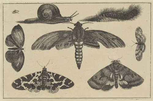 Drie motten, vlinders, tor, slak en rups by Wenceslaus Hollar, print, 1644-1652