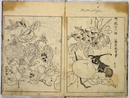 Collection of Pictures by Tosa School, book, 1615-1868
